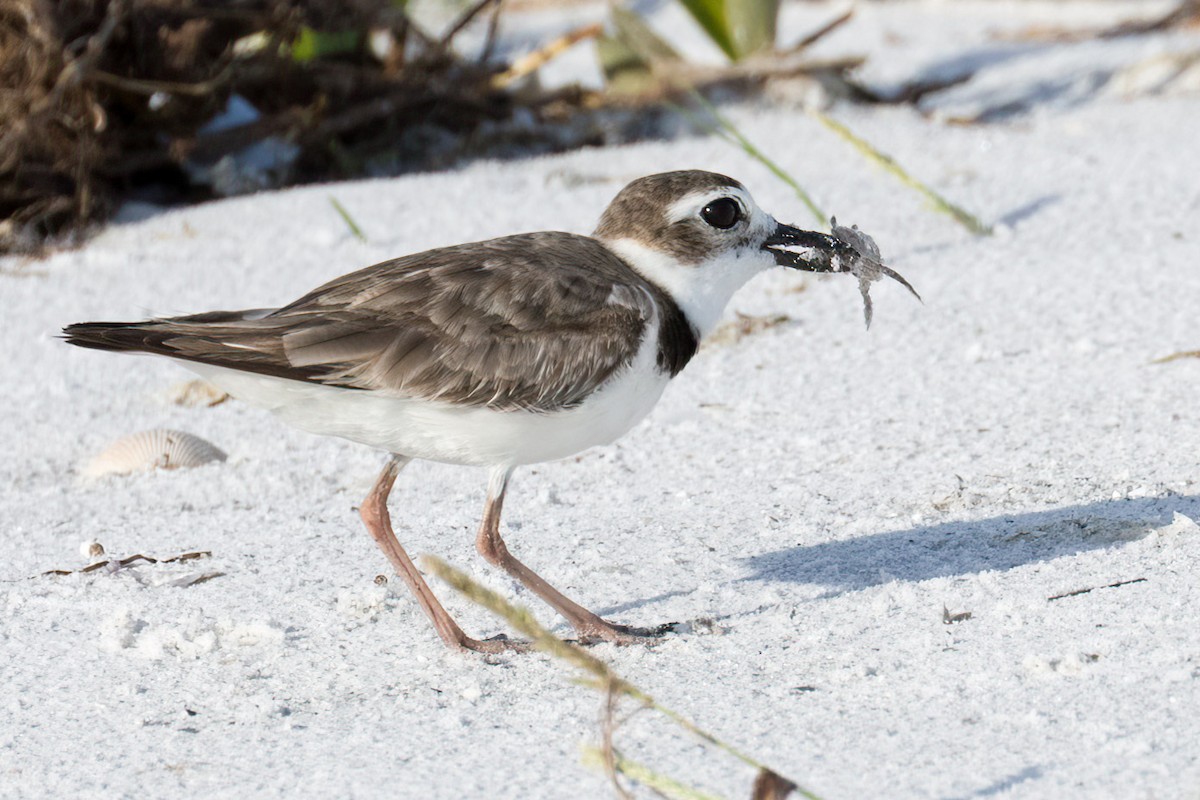 Wilson's Plover - ML620826414