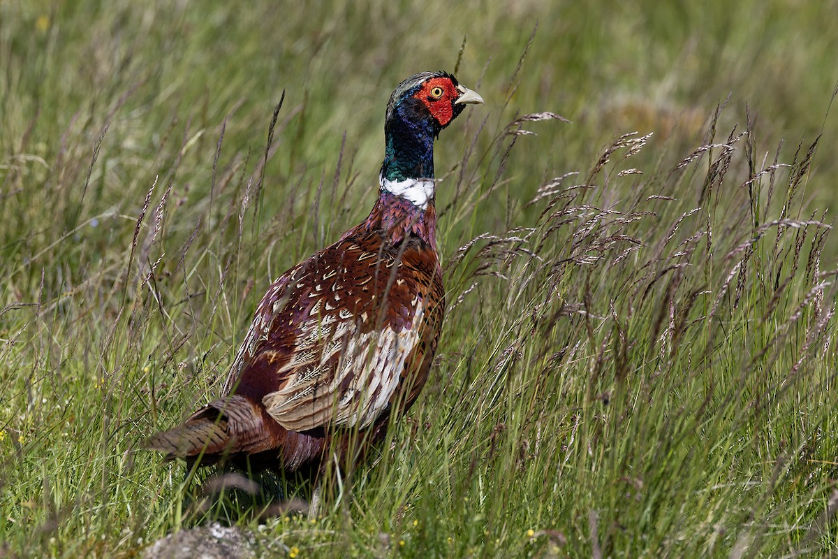 Ring-necked Pheasant - ML620826415