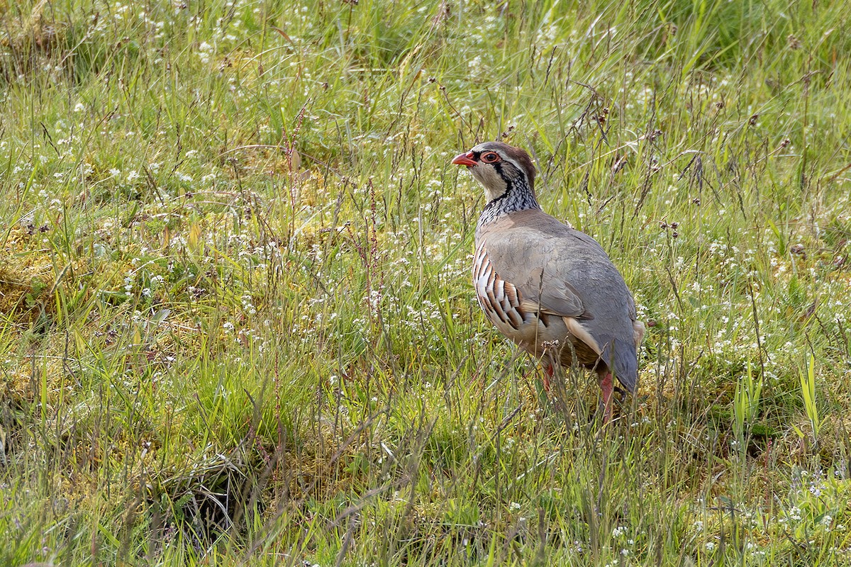 Red-legged Partridge - ML620826421