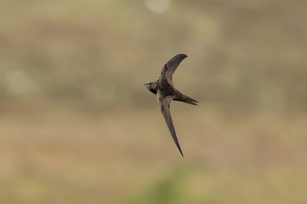 Common Swift - ML620826424