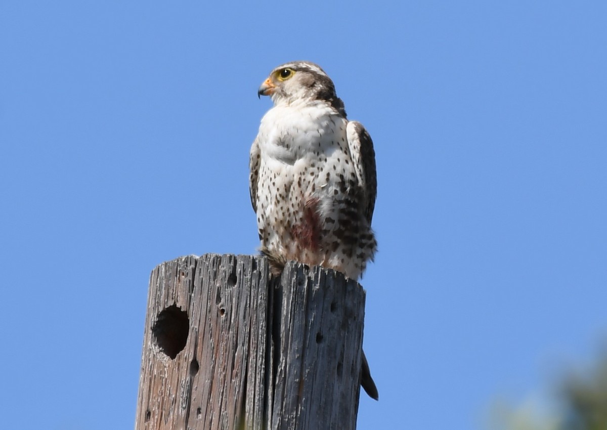 Prairie Falcon - Sandi Diehl