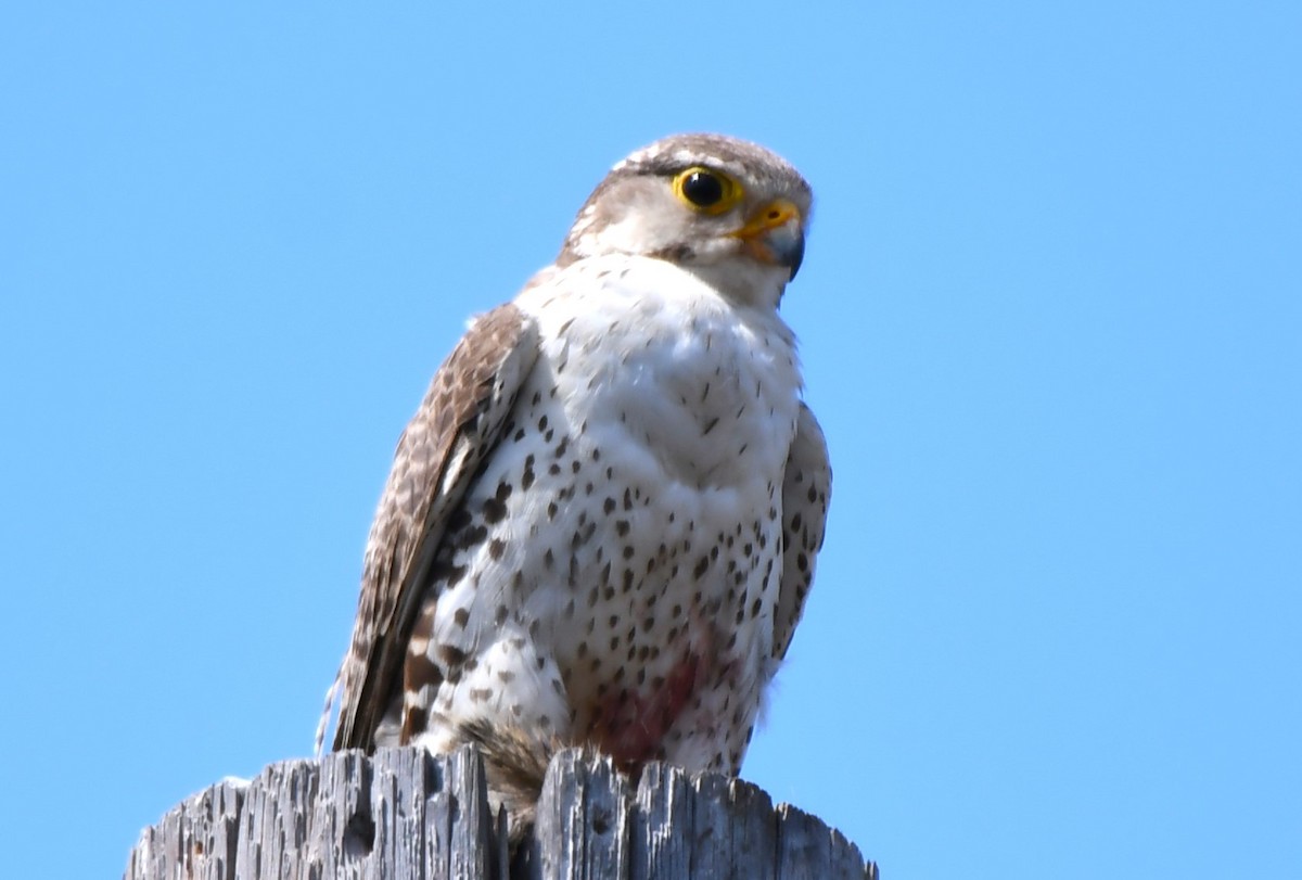 Prairie Falcon - ML620826452