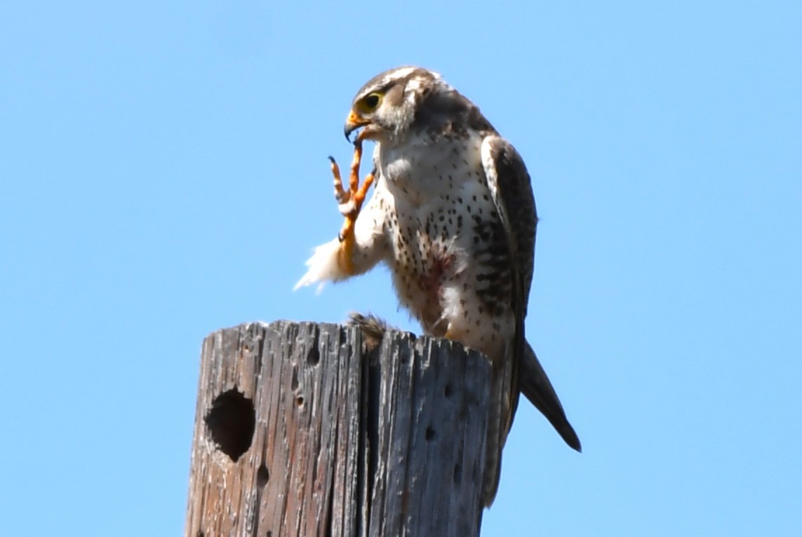 Prairie Falcon - ML620826453