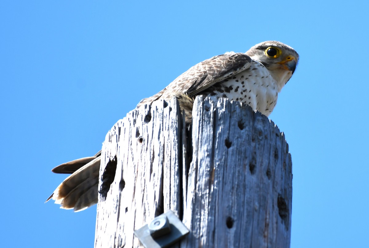 Prairie Falcon - ML620826454