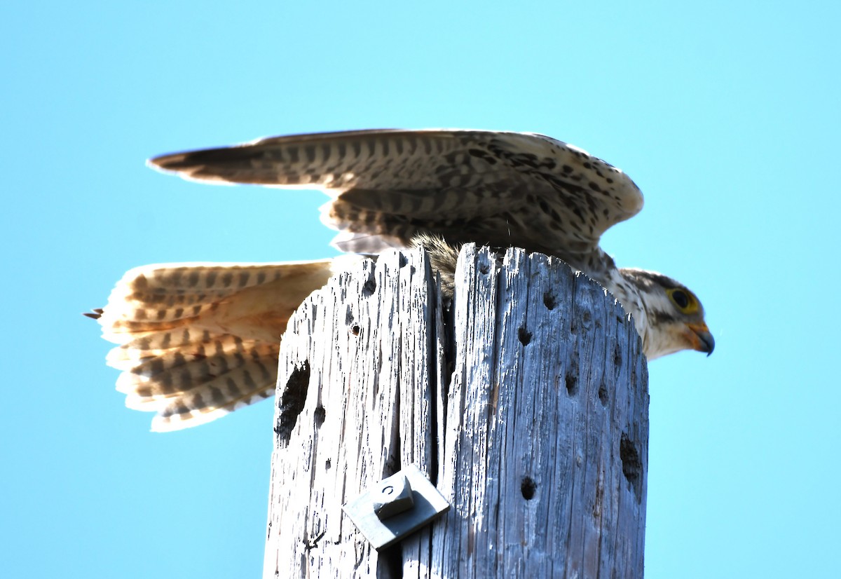 Prairie Falcon - ML620826455