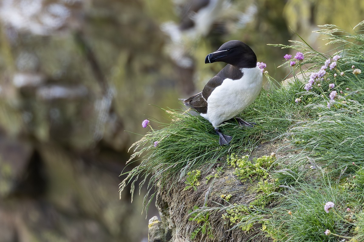 Razorbill - ML620826456