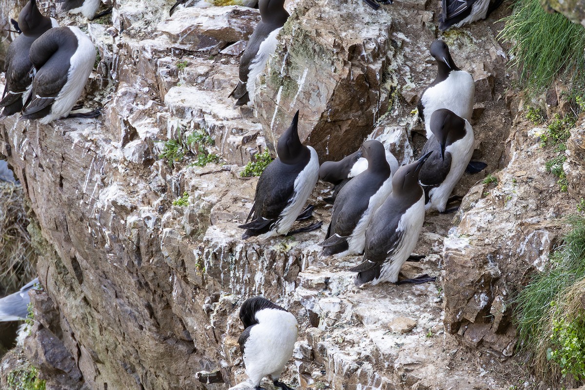 Common Murre - ML620826459