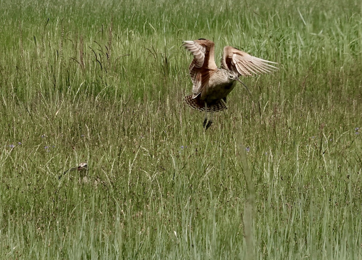 Long-billed Curlew - ML620826460