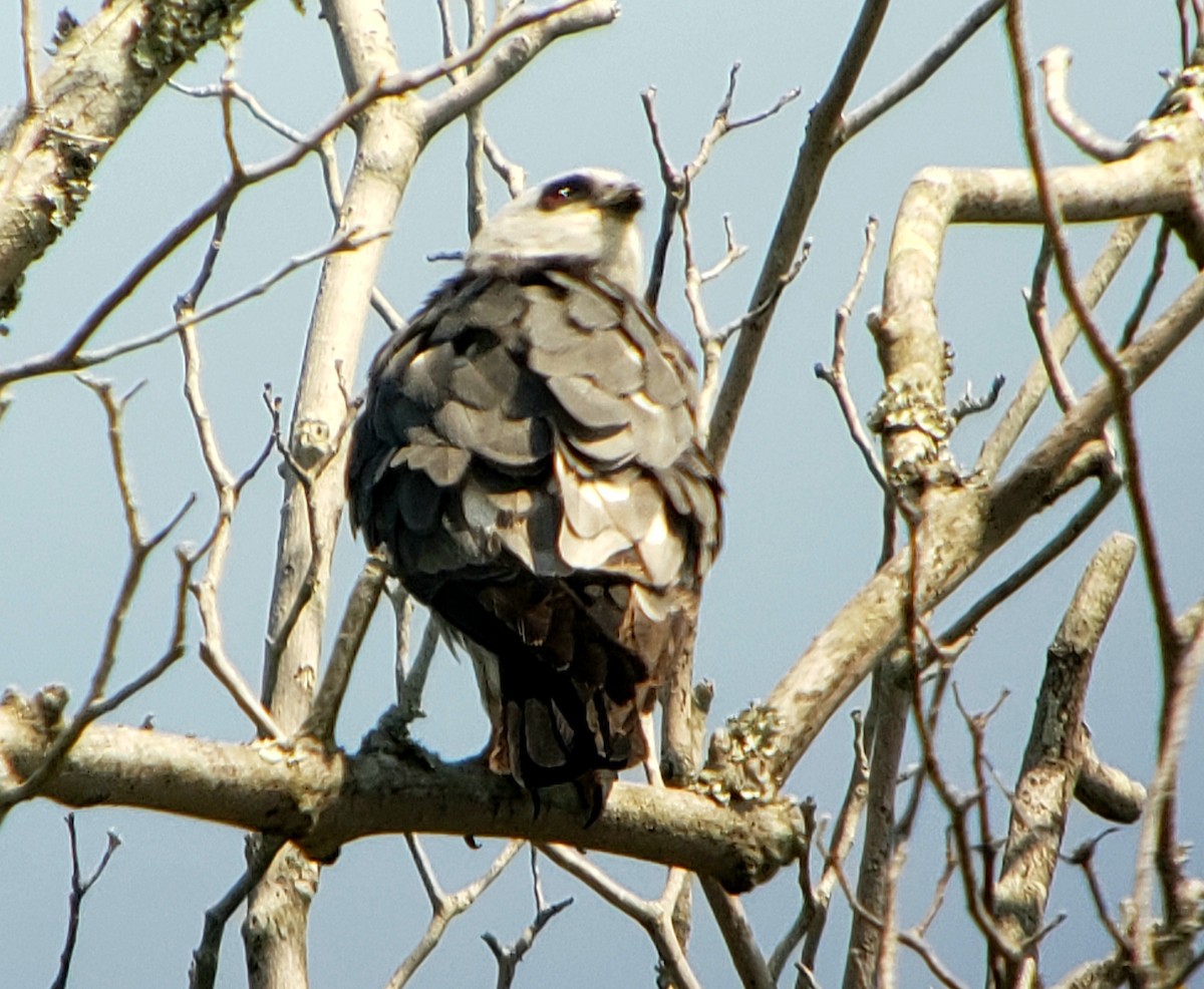 Mississippi Kite - ML620826461