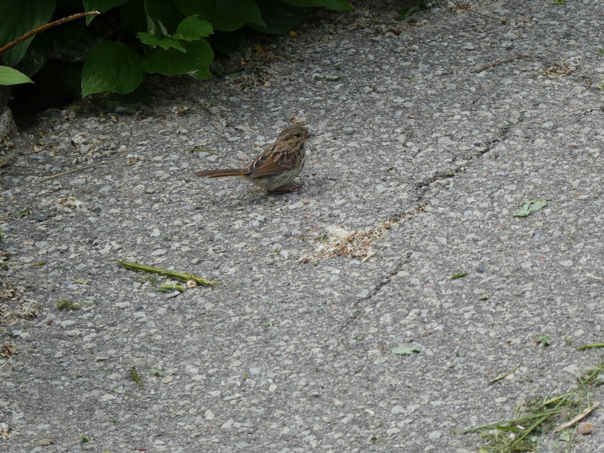 Song Sparrow - ML620826463