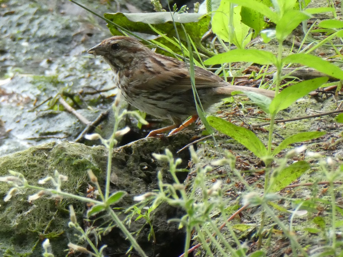 Song Sparrow - ML620826464