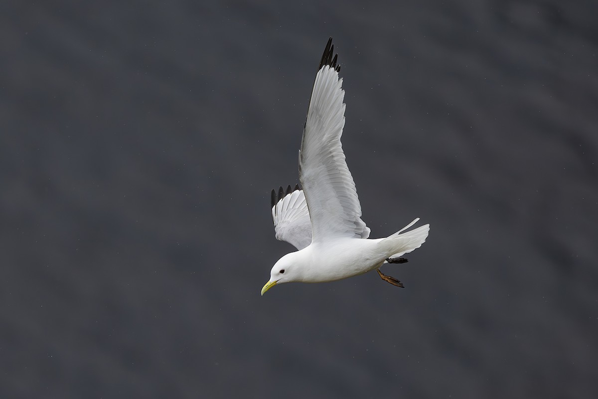 Black-legged Kittiwake - ML620826465