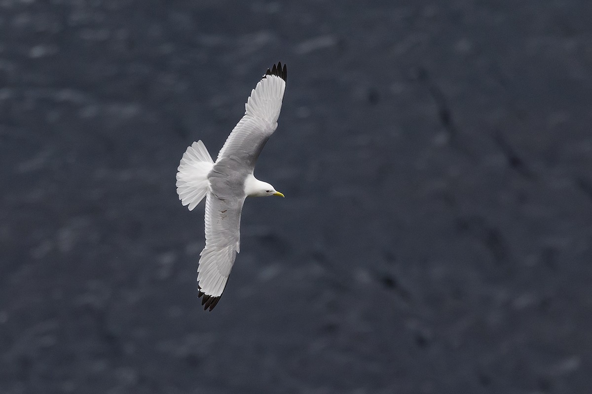 Black-legged Kittiwake - ML620826466