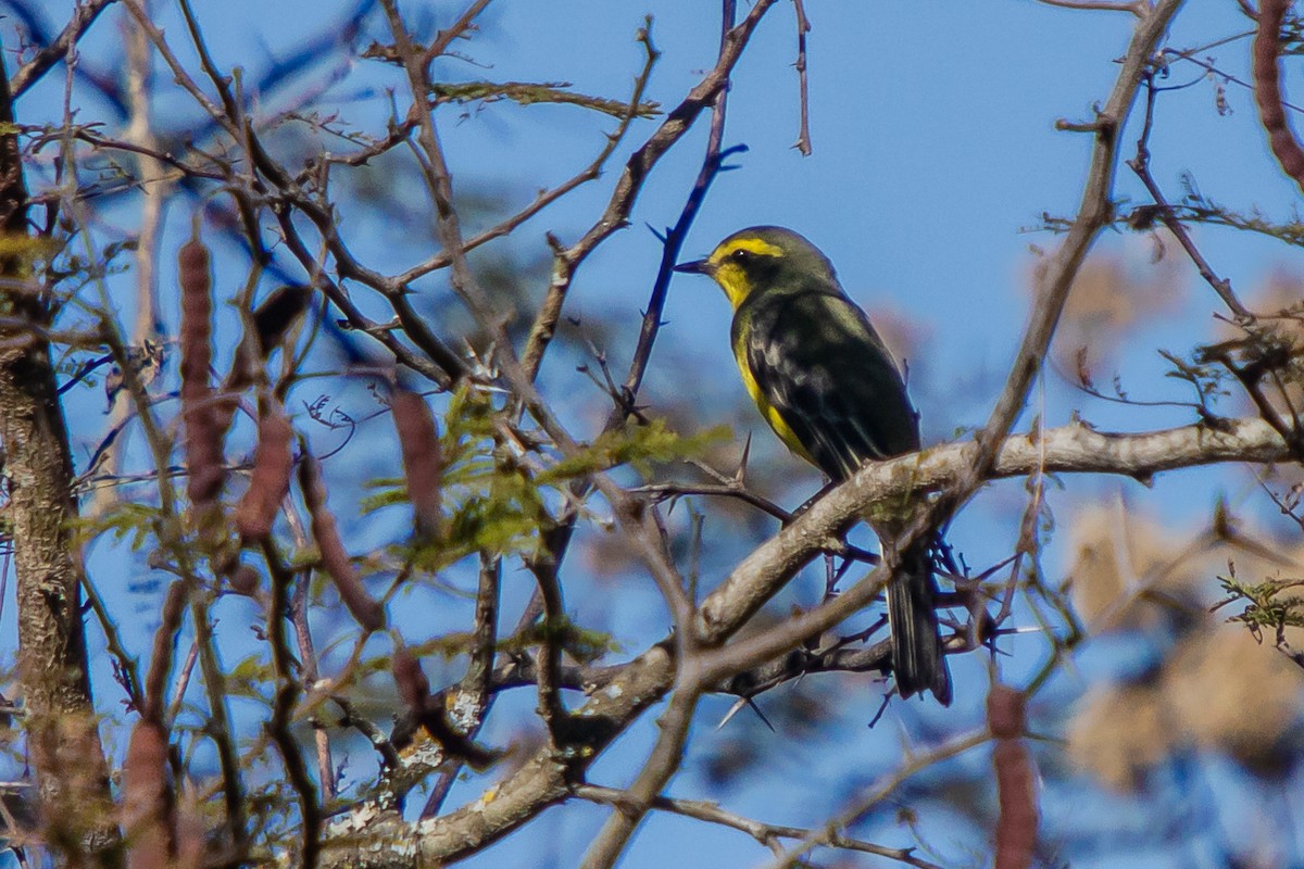 Yellow-browed Tyrant - ML620826467