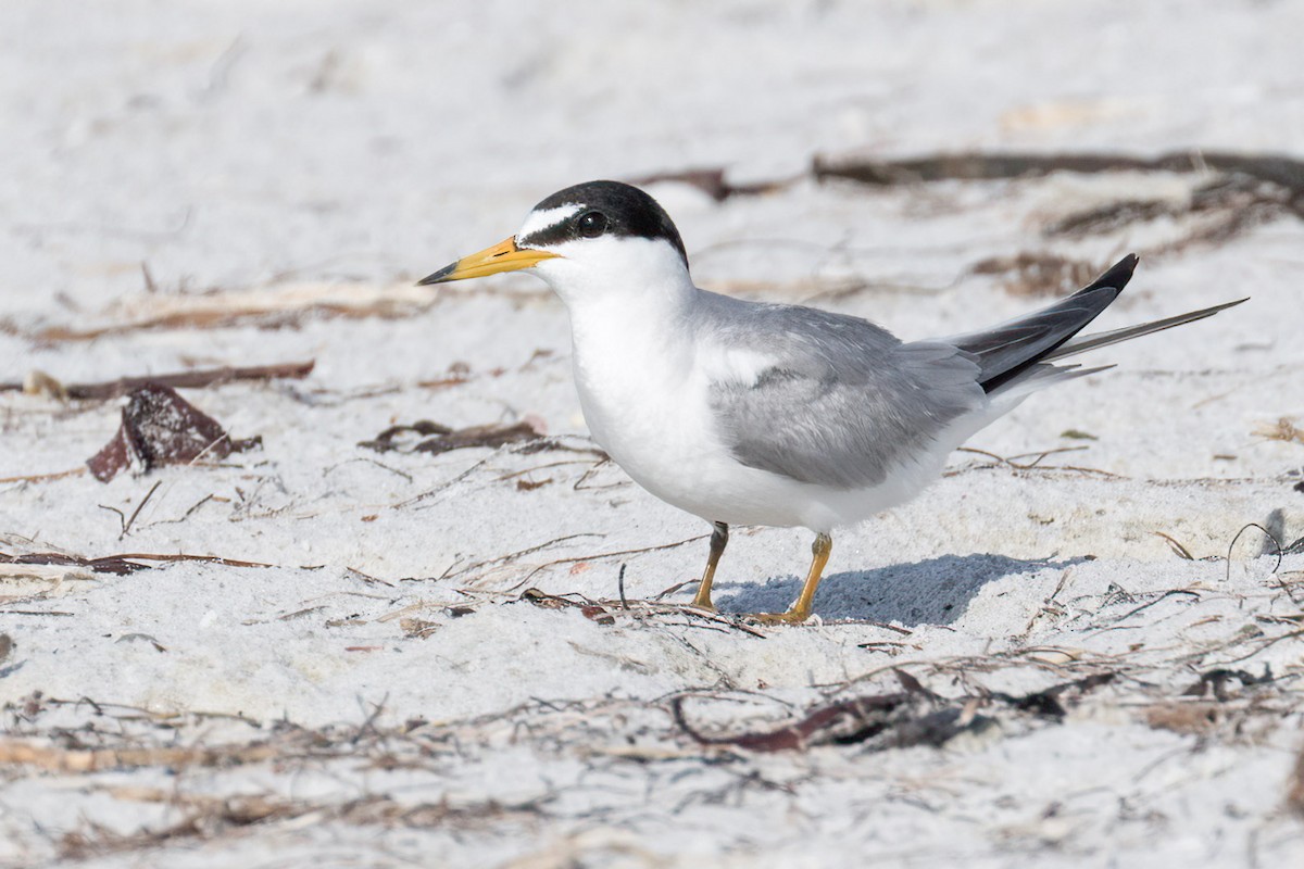 Least Tern - ML620826469