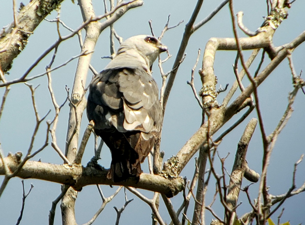 Mississippi Kite - G. Dwight Mueller