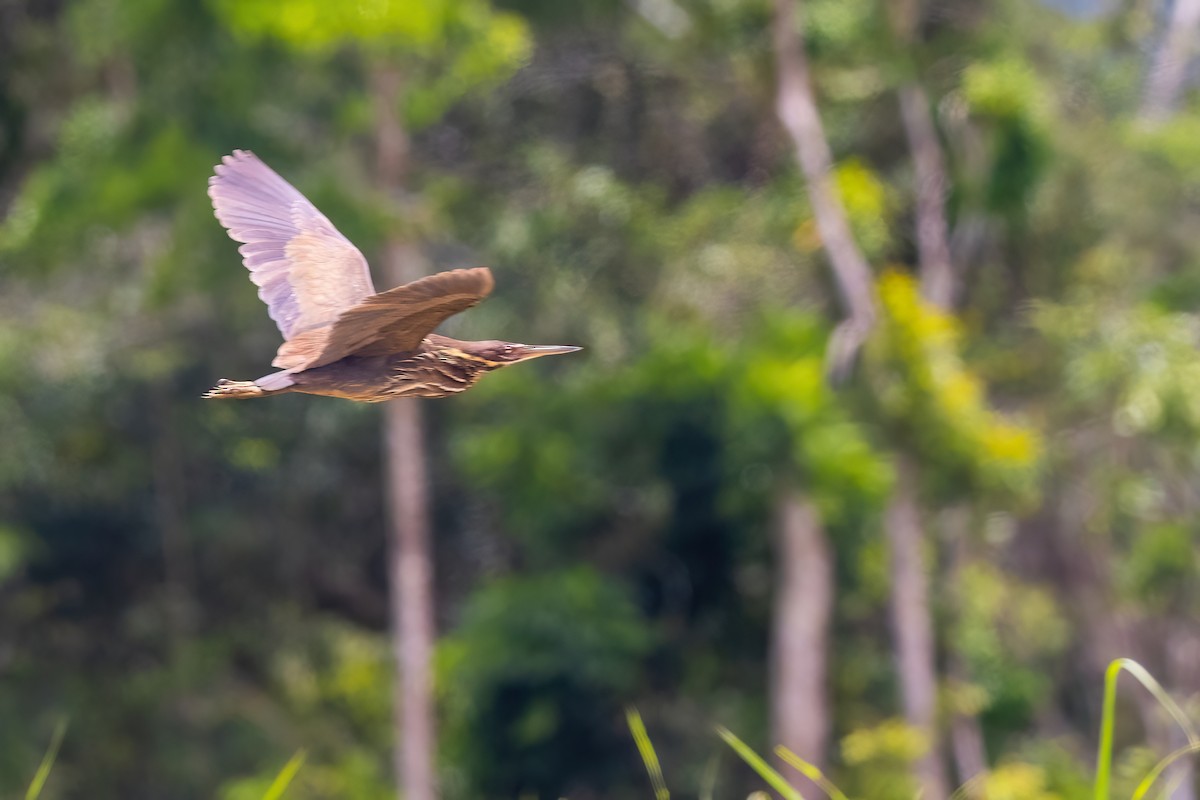 Black Bittern - ML620826471