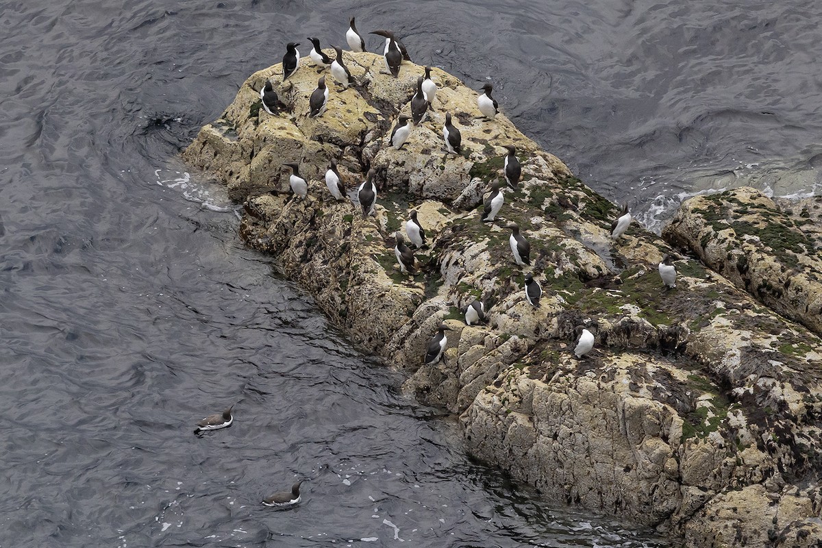 Common Murre - ML620826472