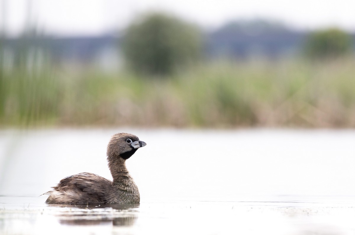 Pied-billed Grebe - ML620826473