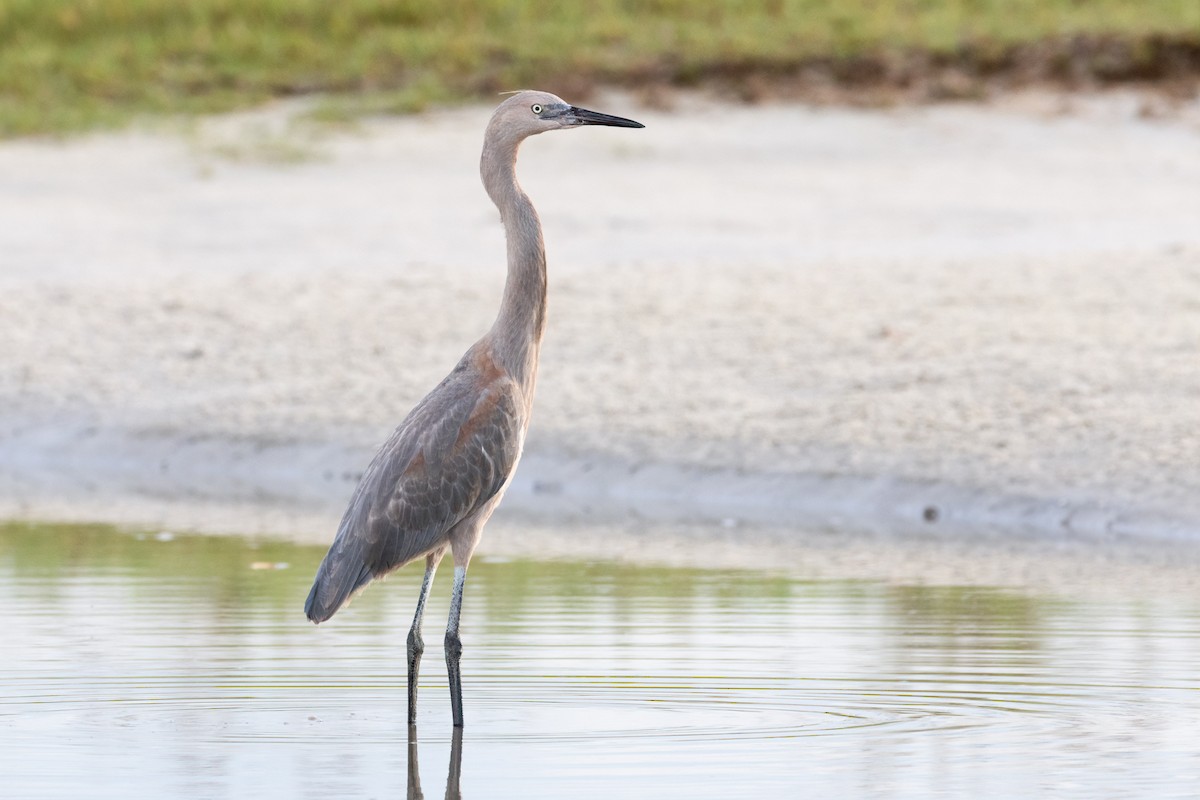 Reddish Egret - ML620826476