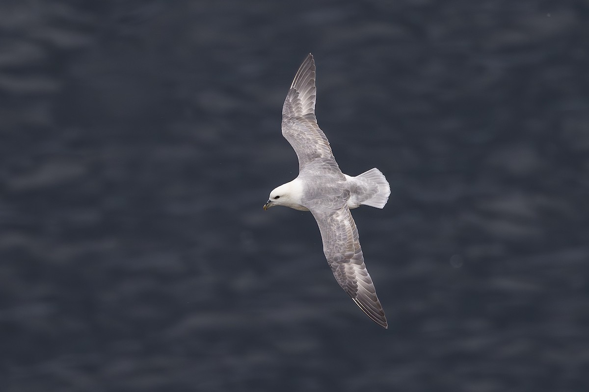 Northern Fulmar - ML620826477