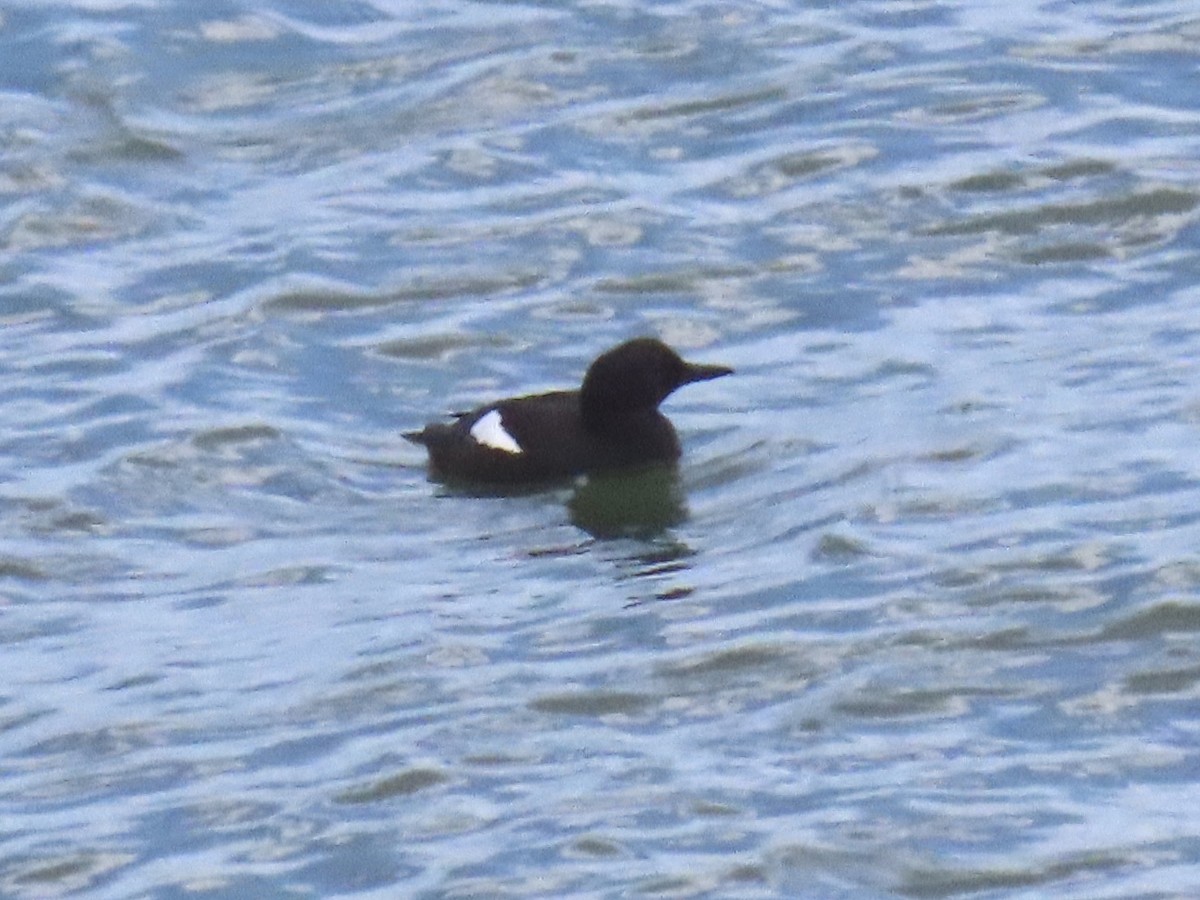 Pigeon Guillemot - ML620826479