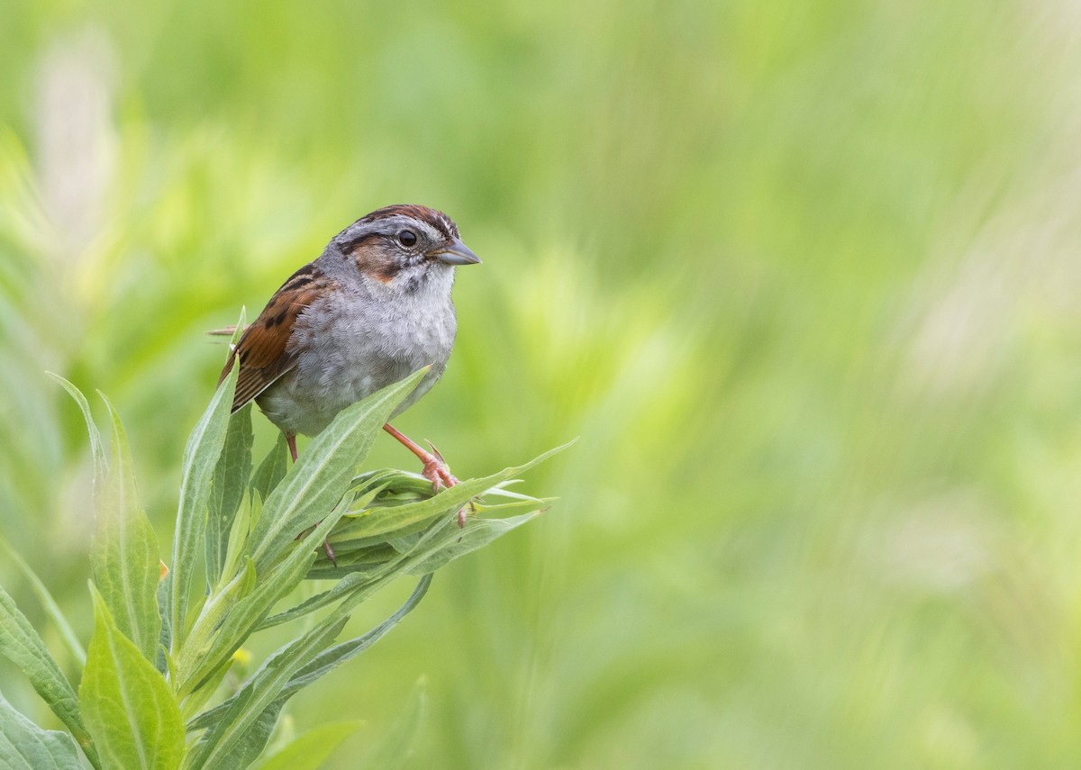 Swamp Sparrow - ML620826480