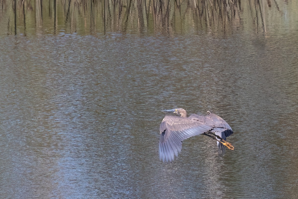 Great-billed Heron - Jaap Velden