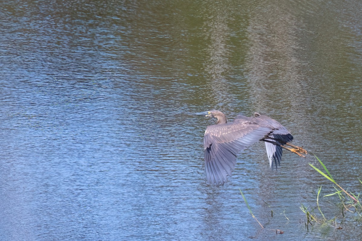 Great-billed Heron - ML620826482