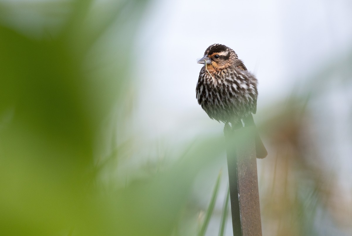 Red-winged Blackbird - James Bachand