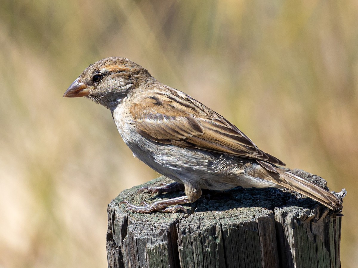 Moineau domestique - ML620826487