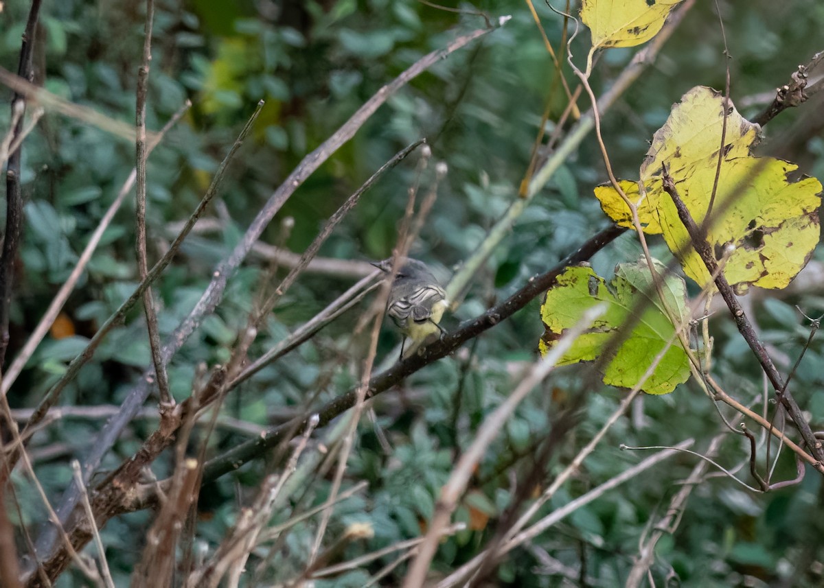 Straneck's Tyrannulet - ML620826491