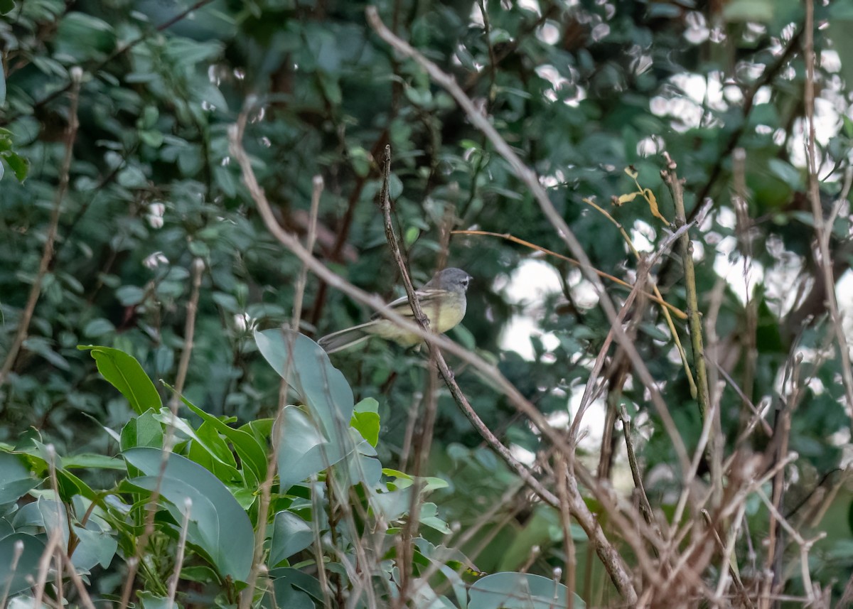 Straneck's Tyrannulet - ML620826492