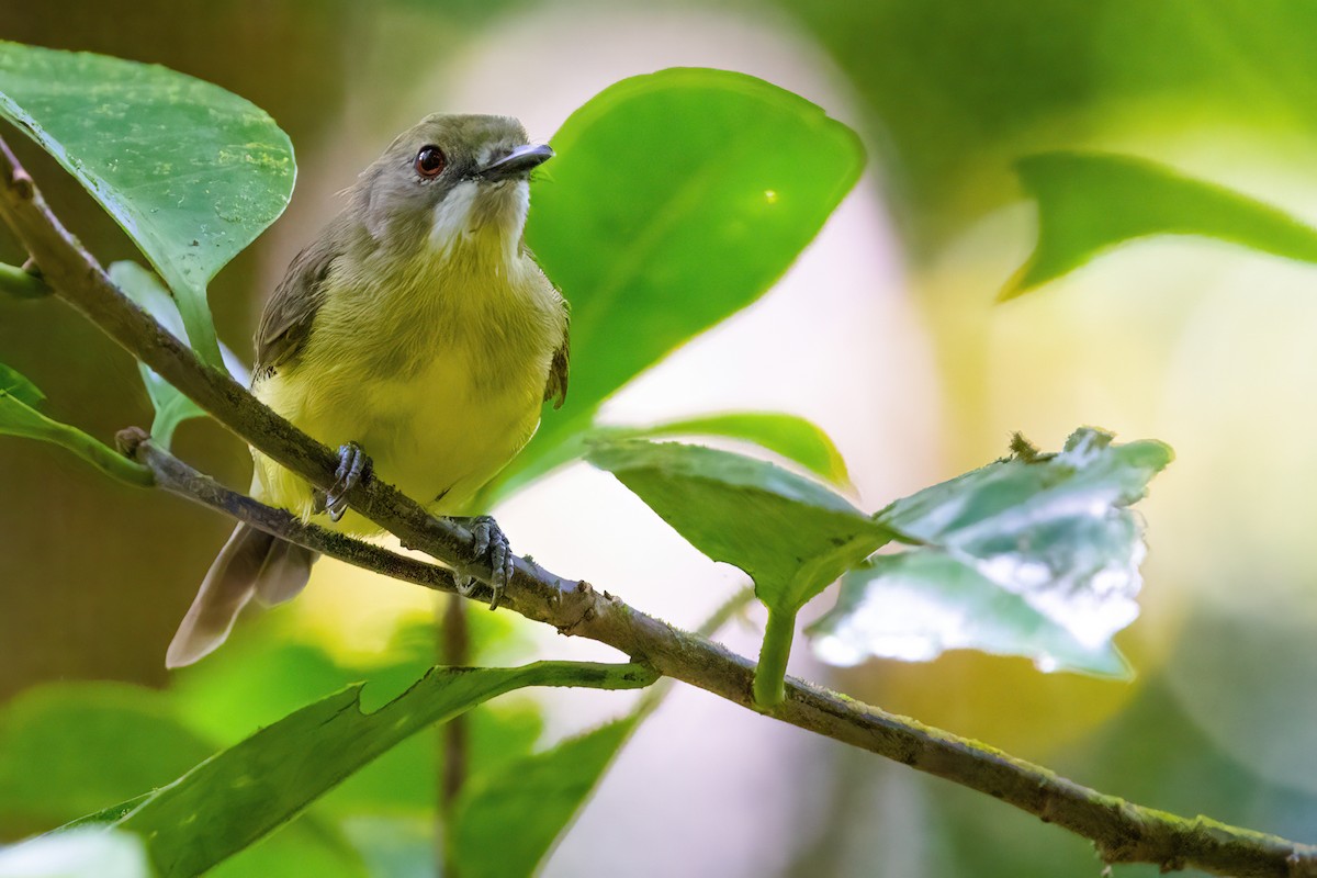 Fairy Gerygone - ML620826496