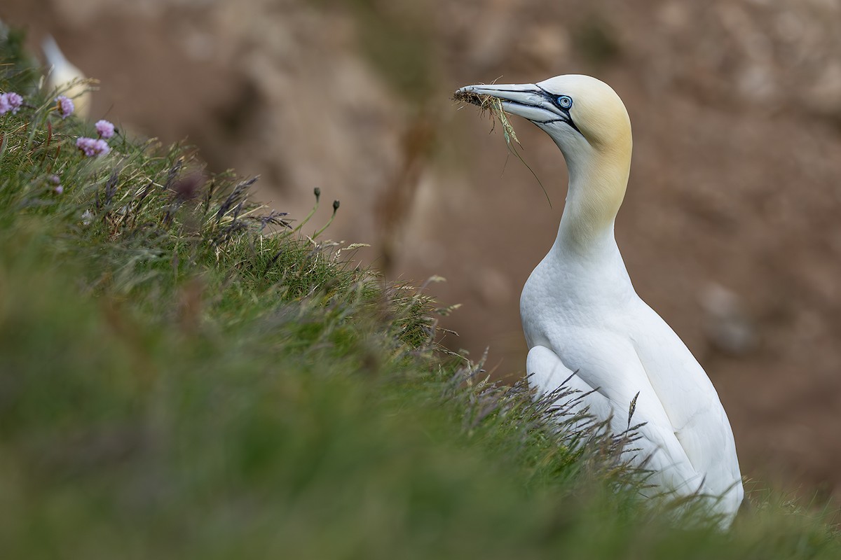 Northern Gannet - ML620826499