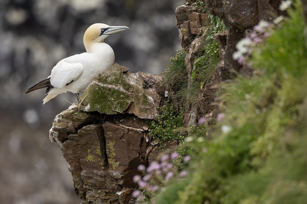 Northern Gannet - Matthew Kwan