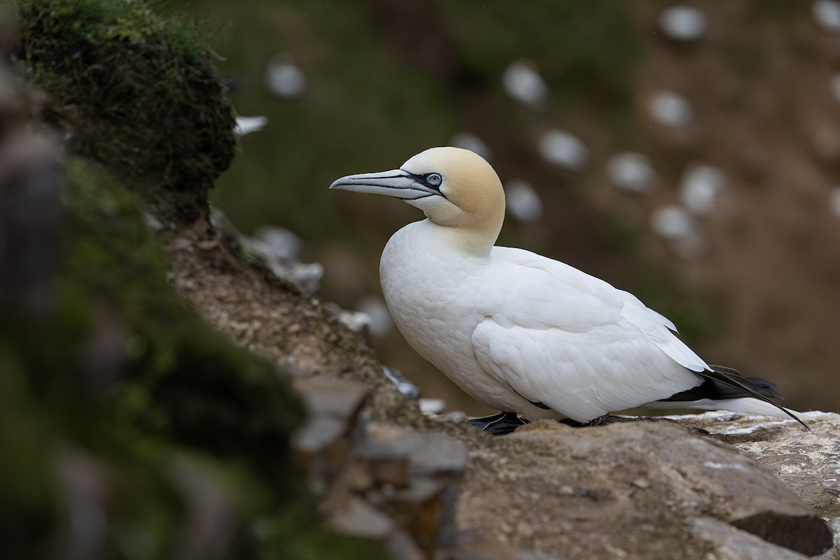 Northern Gannet - ML620826503