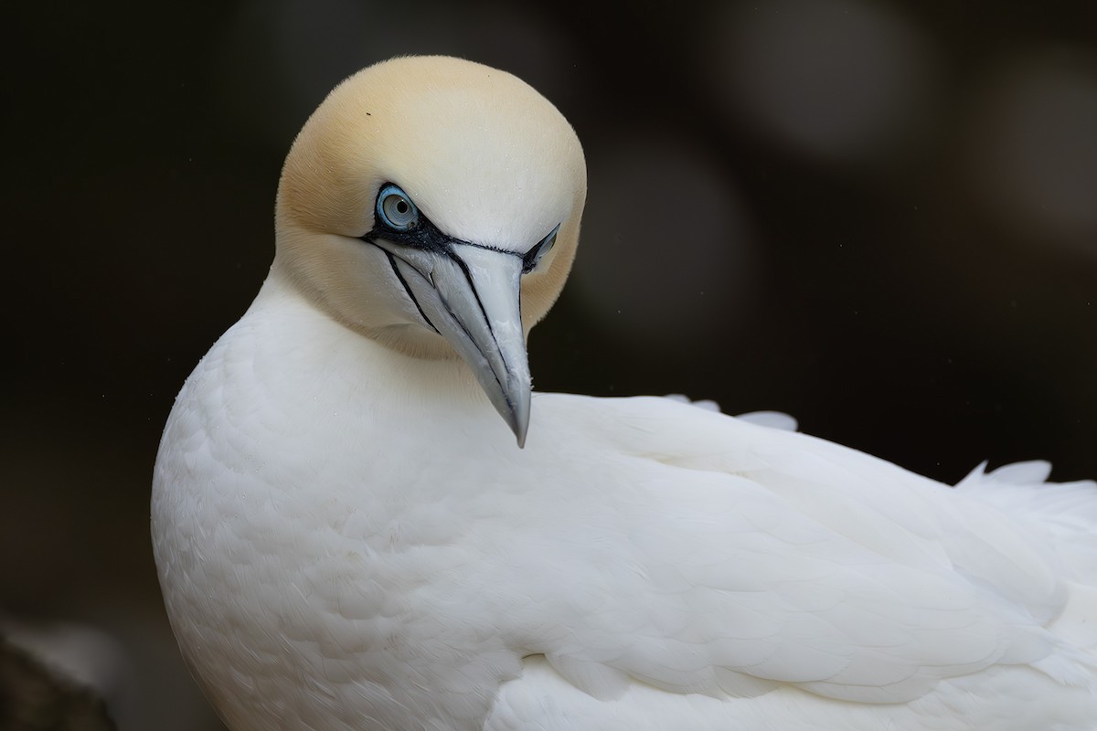 Northern Gannet - Matthew Kwan