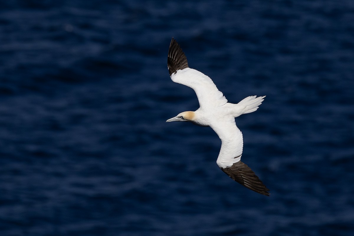 Northern Gannet - ML620826507