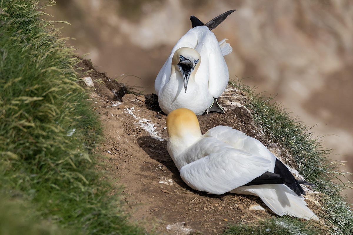 Northern Gannet - Matthew Kwan