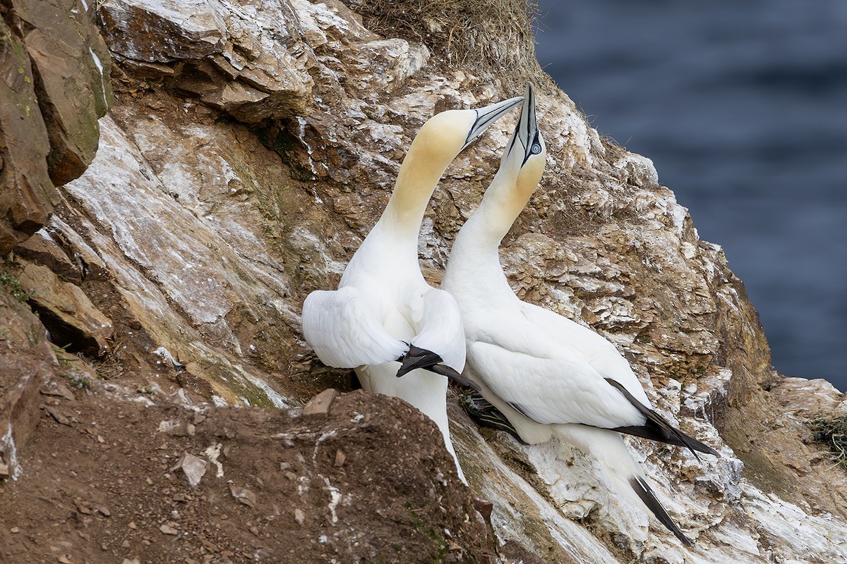 Northern Gannet - ML620826509