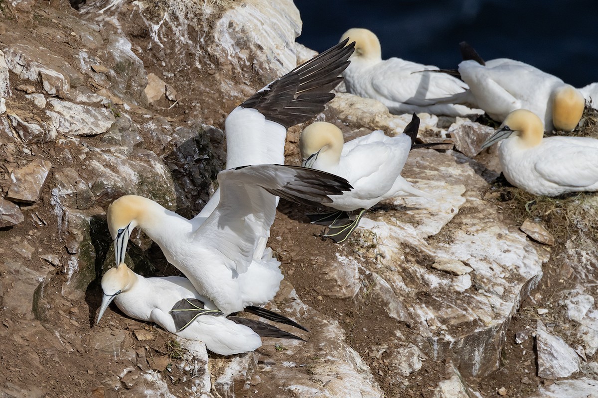 Northern Gannet - ML620826510