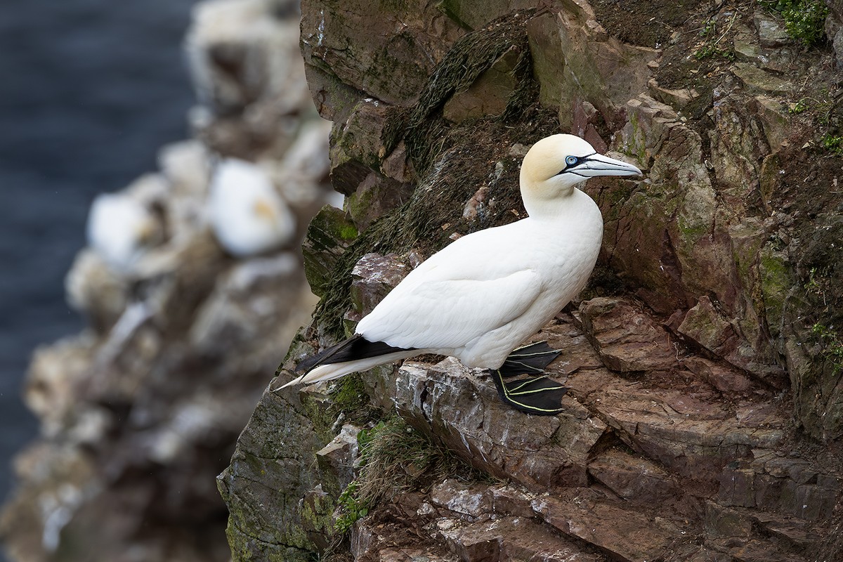 Northern Gannet - ML620826511