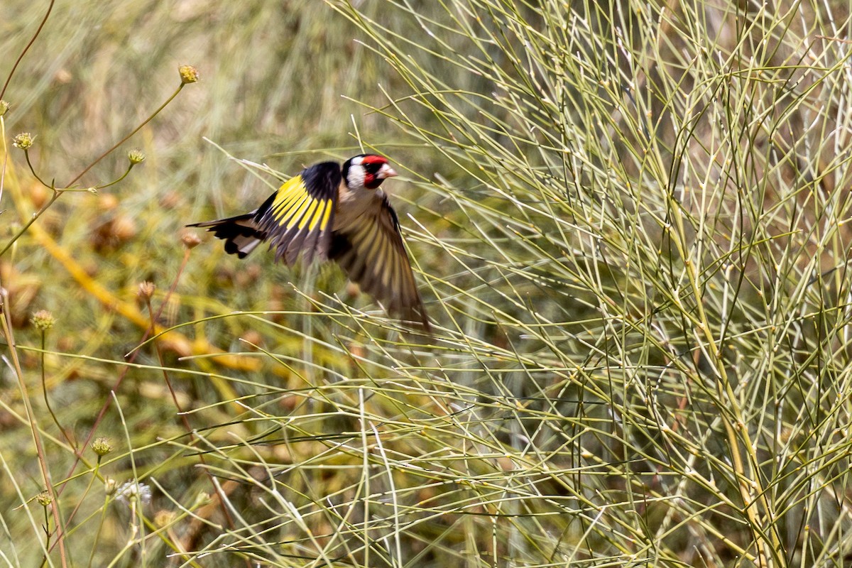 Chardonneret élégant - ML620826512