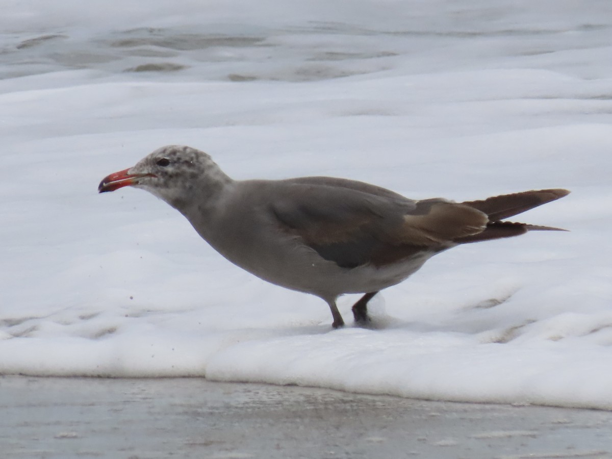 Heermann's Gull - ML620826514