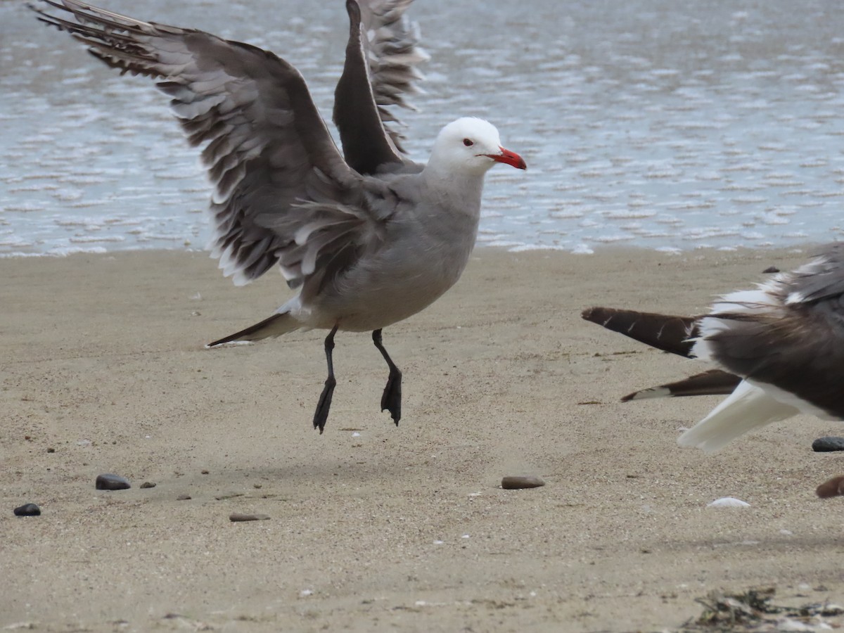 Heermann's Gull - ML620826517