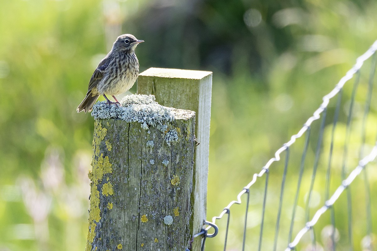 Rock Pipit - ML620826520