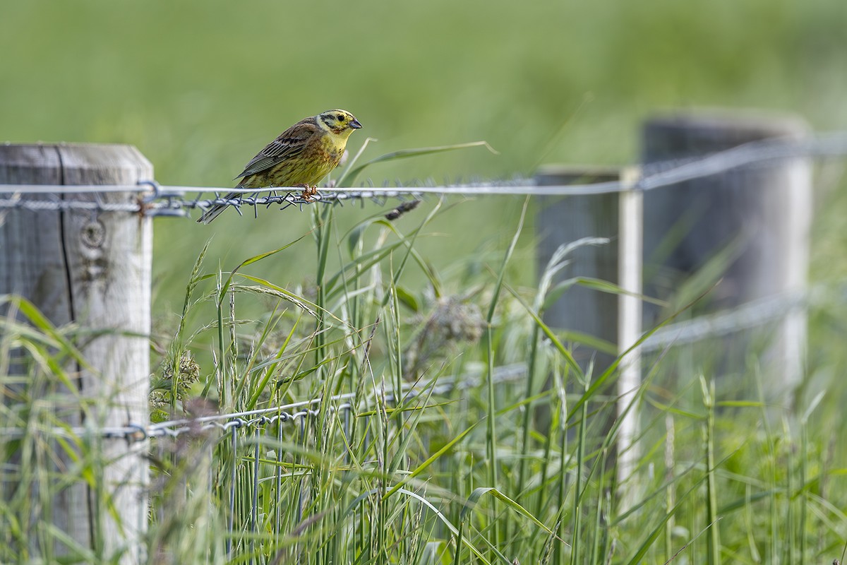 Yellowhammer - ML620826524