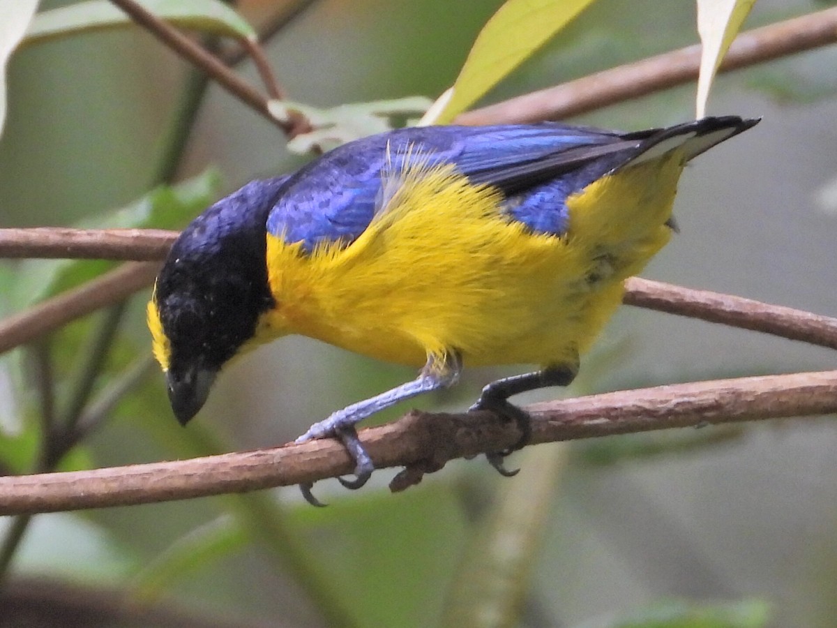 Thick-billed Euphonia - Ramon Mena