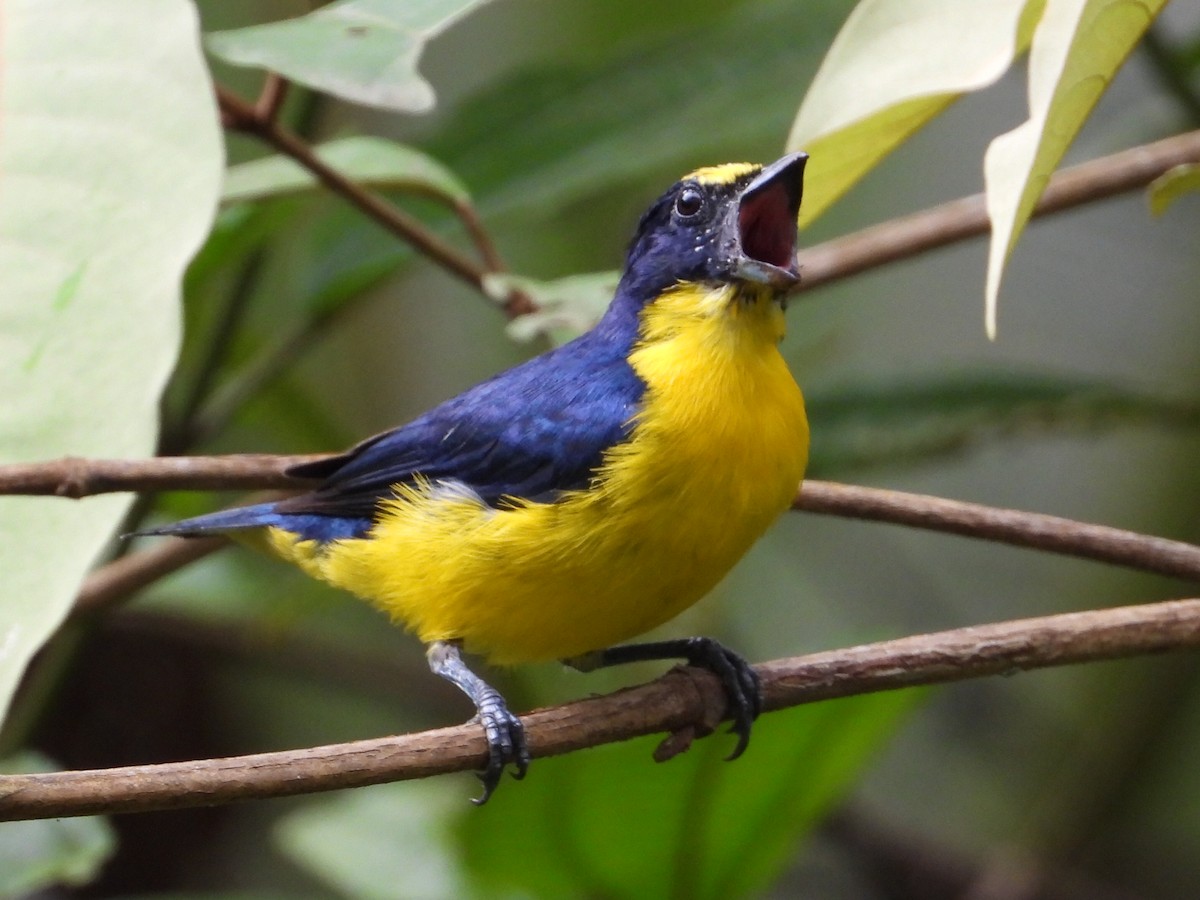 Thick-billed Euphonia - Ramon Mena